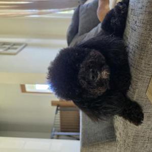 Image of Milo, Lost Dog