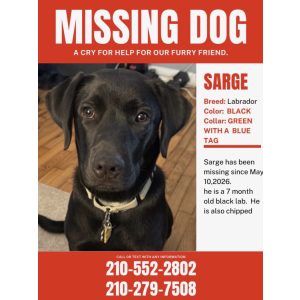 Image of Sarge, Lost Dog