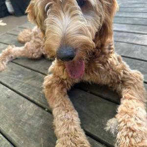 Lost Dog Ember
