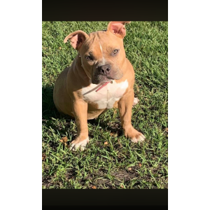 Image of Ginger, Lost Dog