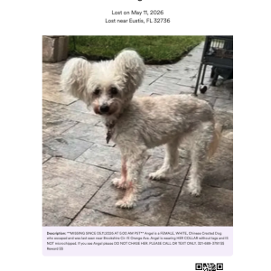 Image of Angel, Lost Dog