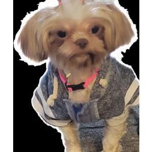 Image of Queenie, Lost Dog