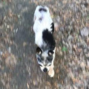 Image of Petey, Lost Dog