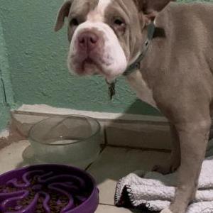 Image of Tina, Lost Dog