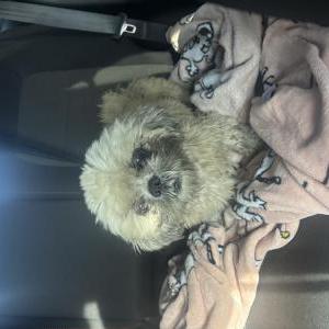 Image of unknown, Found Dog