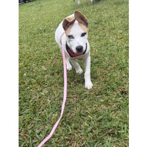 Image of Moxxi, Lost Dog