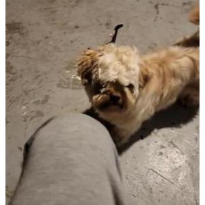 Lost Dog Bruno