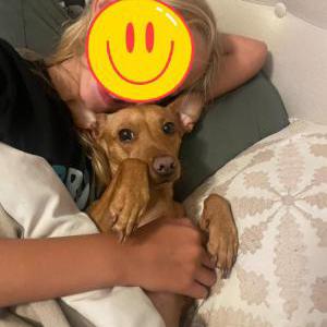 Image of Penny, Lost Dog