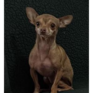 Image of Tiny, Lost Dog