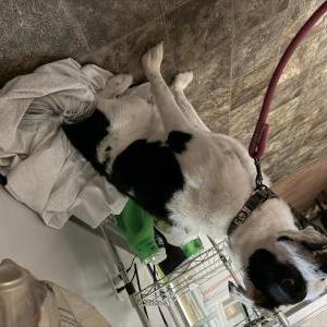 Image of Bear Bear, Lost Dog