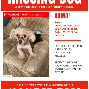 Image of KUMO, Lost Dog