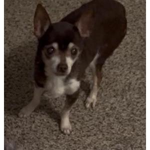 Image of Little Man, Lost Dog