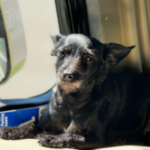 Image of Sophie, Lost Dog