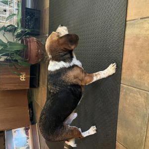 Image of Roscoe, Found Dog