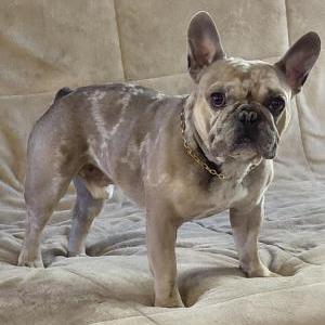 Image of Micro, Lost Dog