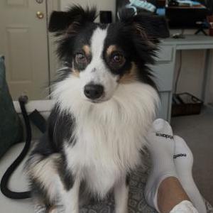 Image of Timmy, Lost Dog