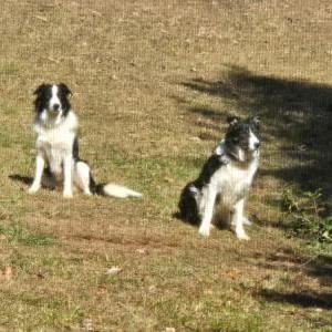 Image of Boomer, Lost Dog