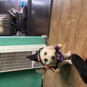 Image of Olivia, Lost Dog