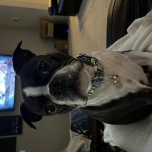 Image of Woody, Lost Dog