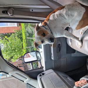 Image of Ginger, Lost Dog