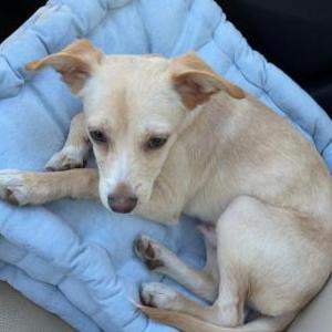 Image of Dino, Lost Dog