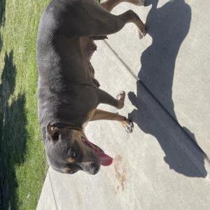 Found Dog Unknown