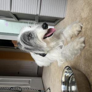 Image of Pongo, Lost Dog