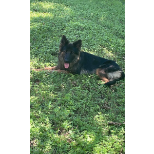 Image of Unknown, Lost Dog
