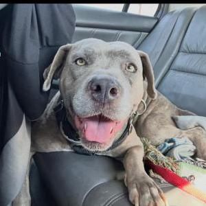 Image of Phoenix, Lost Dog