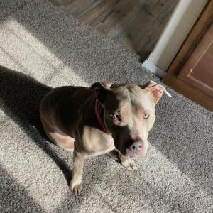 Image of Nikki, Lost Dog