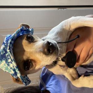 Image of Stormy, Lost Dog