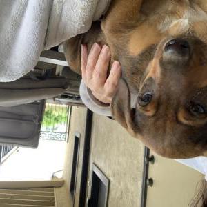 Image of Unknown, Found Dog