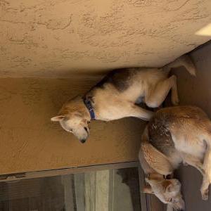 Lost Dog Sammy