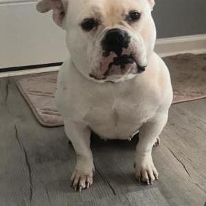 Image of Snow, Lost Dog