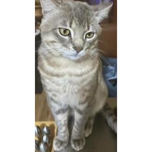 Image of Eloha, Lost Cat