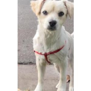 Image of Unknown, Found Dog