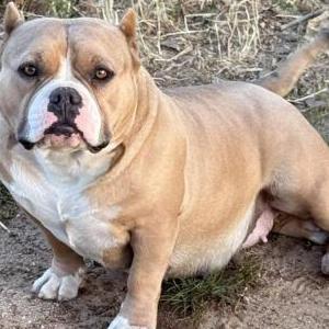 Image of Twinkie, Lost Dog