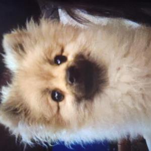 Image of Apache, Lost Dog