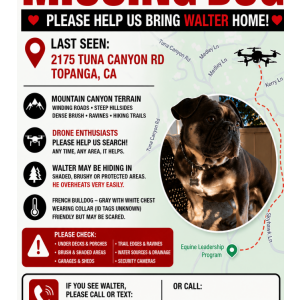 Image of Walter, Lost Dog