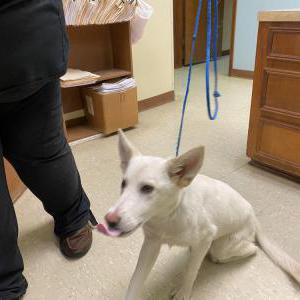 Image of Unknown, Found Dog