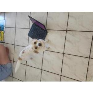 Image of Estrella, Lost Dog
