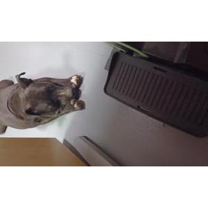 Image of Unknown, Found Dog