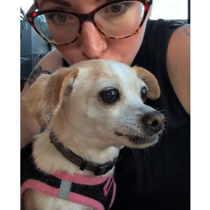 Image of Sandy, Lost Dog