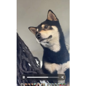 Image of Boy, Lost Dog