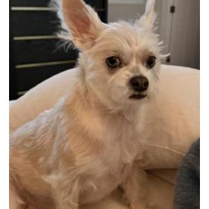 Image of Hazel, Lost Dog