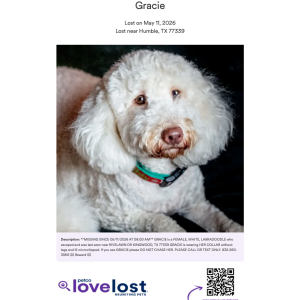 Image of Gracie, Lost Dog