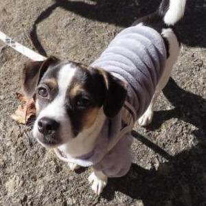 Image of Toro, Lost Dog