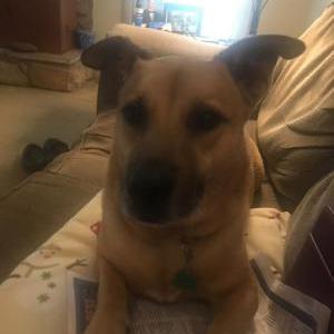 Image of Rusty, Lost Dog