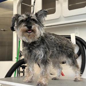 Image of Melody, Lost Dog