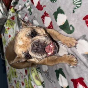 Image of Cookie, Lost Dog